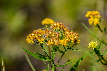 Canada Goldenrod is a native perennial plant that is found in much of Canada and the USA