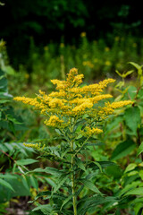 Canada Goldenrod is a native perennial plant that is found in much of Canada and the USA