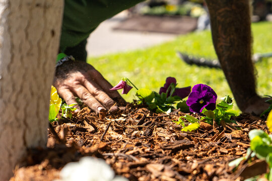 Planting Flowers in Garden ben