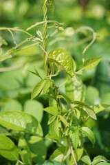 Paederia foetida (Also called skunkvine, stinkvine, gembrot, sembukan, Chinese fever vine) in the garden. This plant has special aroma and Indonesian often use it as steam food