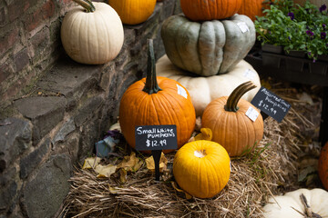 pumpkins and gourds - Georgetown DC