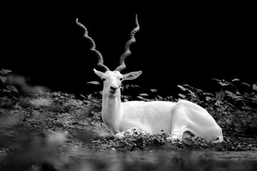 White addax antelope or white deer with spiral horn. - obrazy, fototapety, plakaty