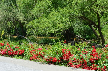 promenade and small red roses