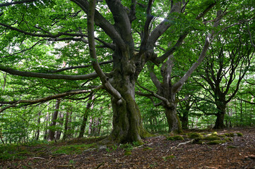 Old gnarled trees in the forest