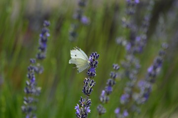 white butterfly on purple lavender flower