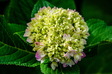 Pink hydrangea in the garden 