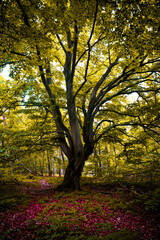 Obraz premium A tree in the fairytale forest