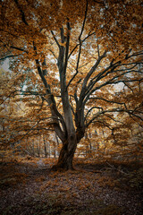 Fototapeta premium Old gnarled tree in autumn colors