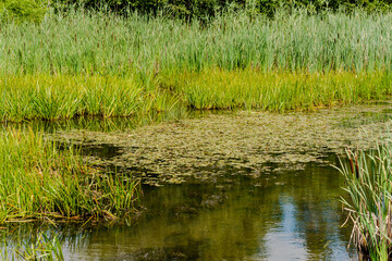 Pond in the city of Knowlton