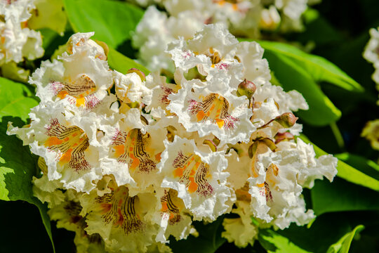 Flowering Northern catalpa in the city park