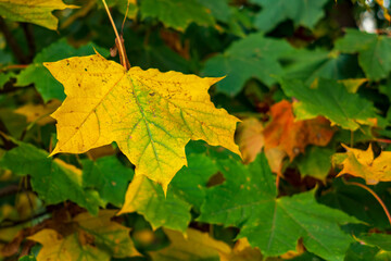 Trees and leaves in the fall with backlit
