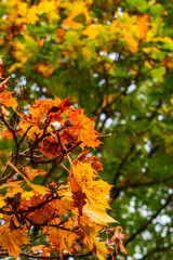 Trees and leaves in the fall with backlit
