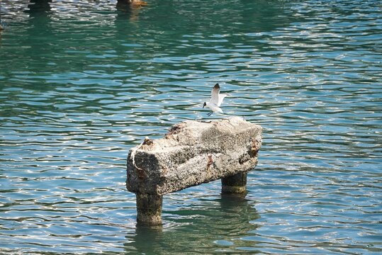 High-angle view of Sabine's gull landing on a stone in the water