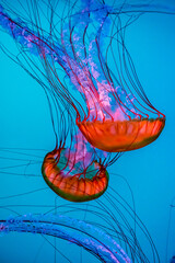 Meduza in an aquarium in Quebec city © PitoFotos