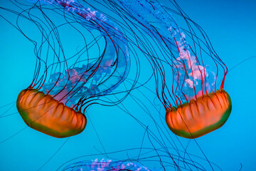 Meduza in an aquarium in Quebec city © PitoFotos