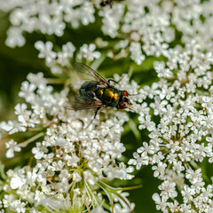 Wild carrot flower