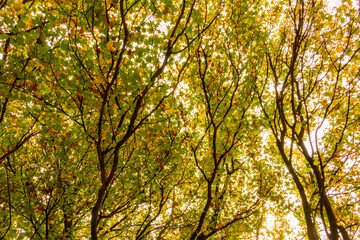 Trees and leaves in the fall with backlit
