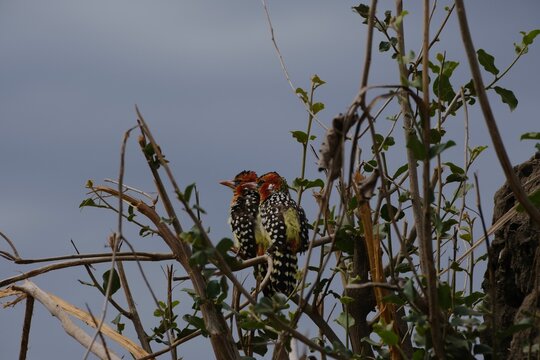 Closeup shot of two red-and-yellow barbet birds perched on the tree branches