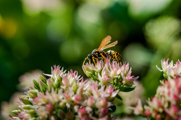 Macro photography - wasps on the flower
