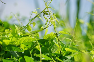 Paederia foetida (Also called skunkvine, stinkvine, gembrot, sembukan, Chinese fever vine) in the garden. This plant has special aroma and Indonesian often use it as steam food