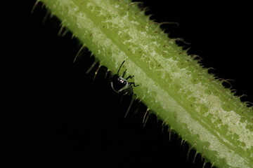 Halyomorpha Halys insect macro photo