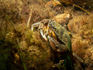 A close-up picture of a crab among seaweed. Picture from The Sound, between Sweden and Denmark