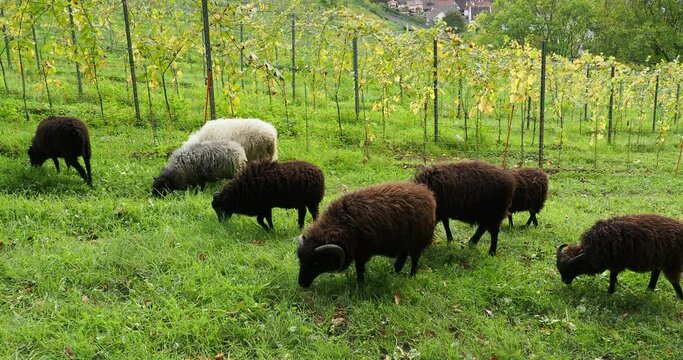 Herd of Ouessant sheeps with black, light brown an white, ram, ewe and lambs grazing on a meadow in Germany 