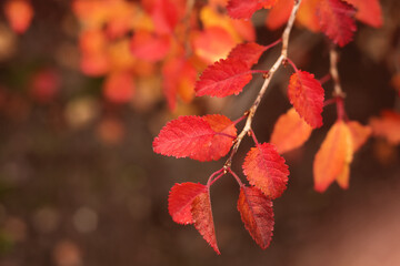 Fototapeta na wymiar seasonal red leaves on branch of young cherry tree in autumn