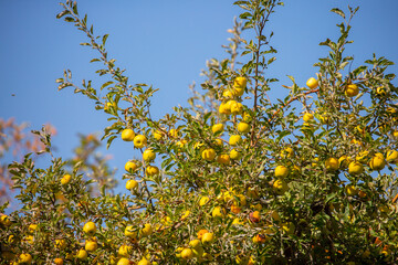 Harvest of apples on a plantation in the garden. Fruit trees with apples. Ripe fruits on the branches of a tree. Gardening in agriculture.