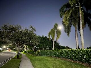 Fototapeta premium Florida Nature