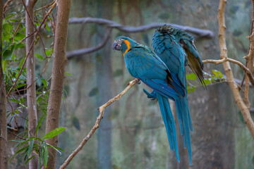 Hyacinth Macaw with blurry green in zoo park