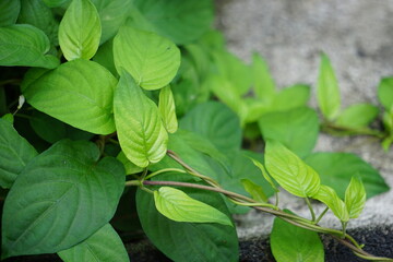 Paederia foetida (Also called skunkvine, stinkvine, gembrot, sembukan, Chinese fever vine) in the garden. This plant has special aroma and Indonesian often use it as steam food
