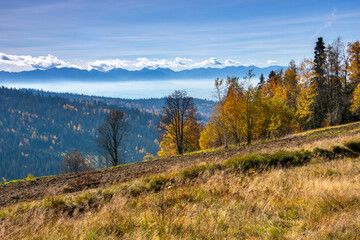 Okolice Starych Wierchów w Gorcach widok na Tatry