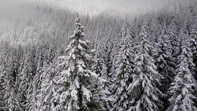 It's a winter wonderland. Flying over a fresh snow covered forest in Oregon