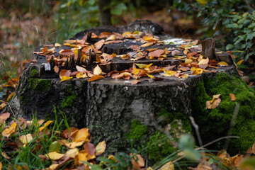 Baumstumpf im Herbst mit Blätter und Pilze