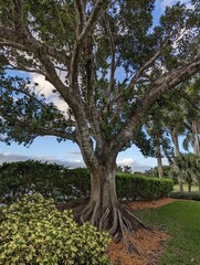 Fototapeta premium Florida Nature