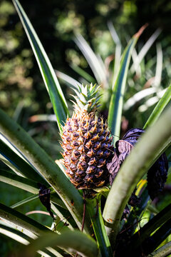 Baby Pineapple, Costa Rica