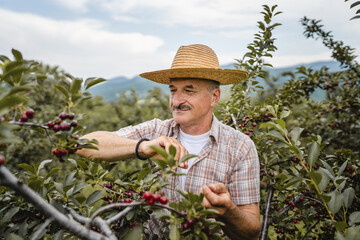 one man senior caucasian male farmer in the cherry orchard picking harvest ripe organic fruit in summer day wear straw hat real people authentic agricultural farming process copy space