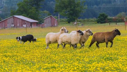 Border Collie herding sheep in field of yellow Dandelions, red barn in backgrolund, near Scio,...