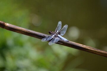 a large blue dragonfly on a plant - Powered by Adobe