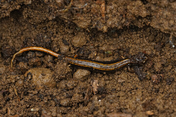 Closeup on an adult lungless Western redback salamander, Plethodon vehiculum in Southen Washington State