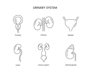 The human urinary system is a set of anatomical line icons in vector, prostate and kidneys, bladder and ureter, adrenal glands. - obrazy, fototapety, plakaty
