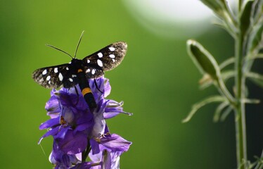 black butterfly on purple flower