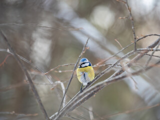 Cute bird, Eurasian blue tit, songbird sitting on a branch without leaves in the autumn or winter