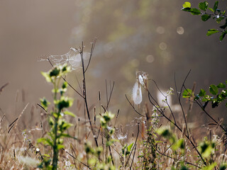 Klimat letniego poranka to gra świateł i kolorów na kropelkach rosy którymi przystrojone są bujne trawy    © JDziedzic