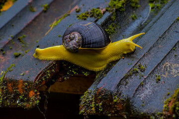 Indrella ampulla is a beautiful yellow wet snail which is moving slowly on the damaged roof. - Powered by Adobe