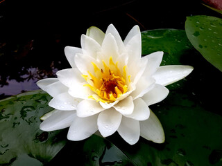 Beautiful white waterlily with green leaves in the pond
