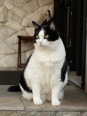 black and white cat portrait