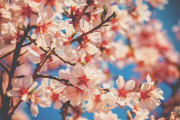 Blossoming orchard. Branches with cherry flowers against blue sky