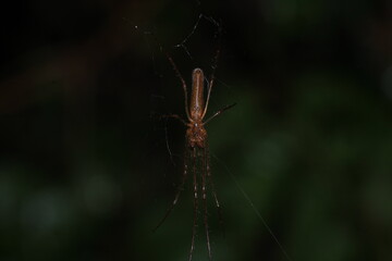 natural tetragnatha extensa spider macro photo